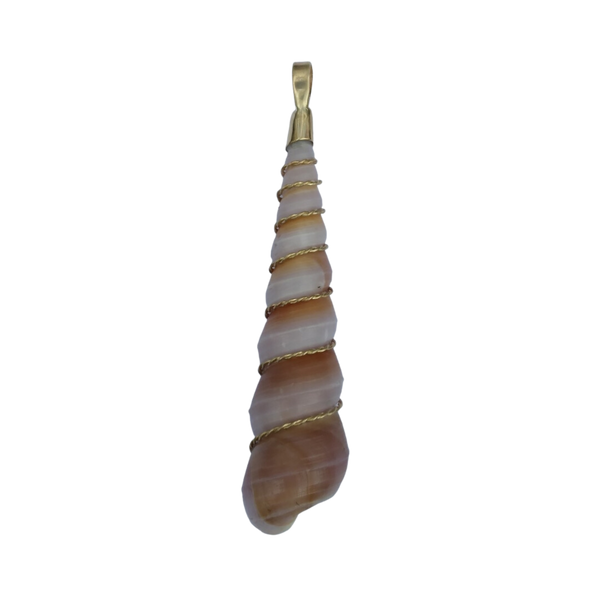 Auger Shell in shell by Christina Puchi