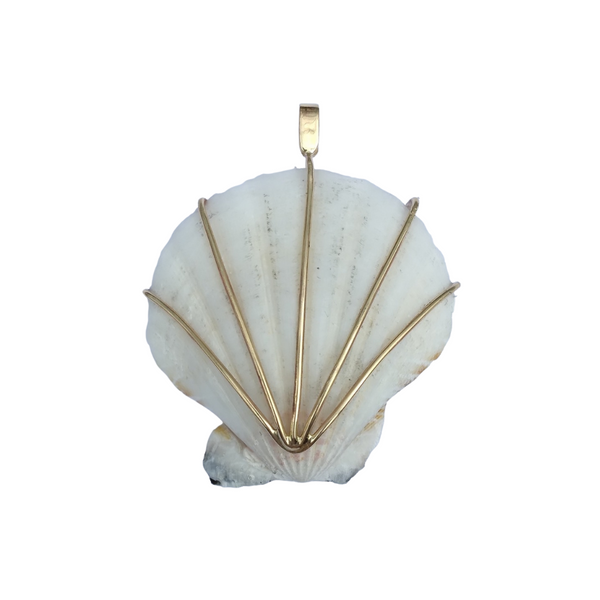Scallop Shell - White in shell by Christina Puchi