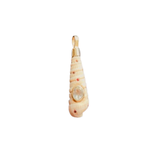 Auger Shell in shell by Christina Puchi