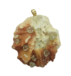 Knobby Shell Pendant in shell by Christina Puchi