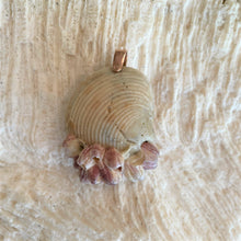 Load image into Gallery viewer, Pink Barnacle Pendant in shell by Christina Puchi
